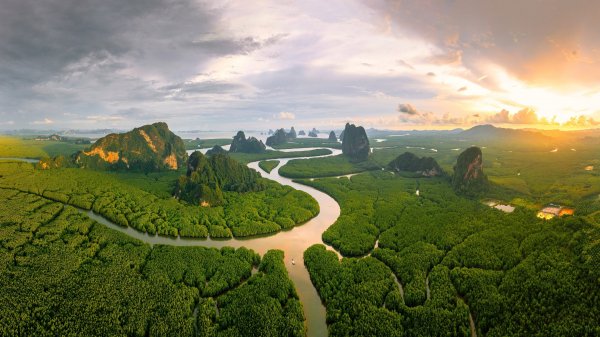 Mangrove-forest-phang-nga-bay-thailand-aerial-view-nature
