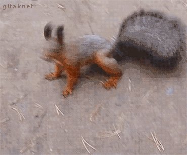 Белочка