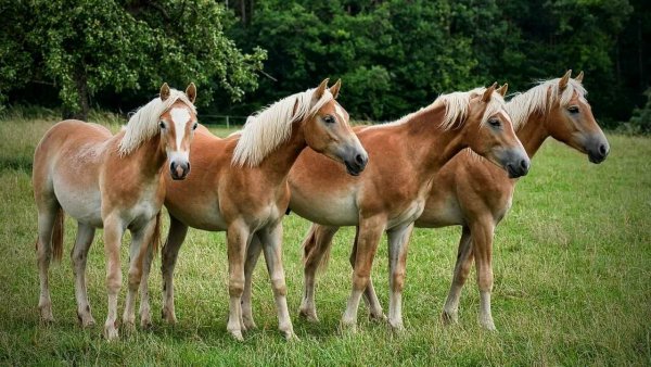 Хафлингер (гафлингерская лошадь)