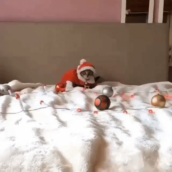 gif 1480757011