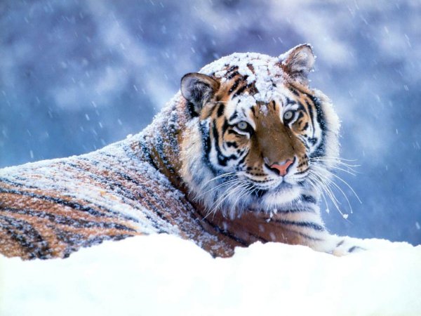 11 animals on the snow