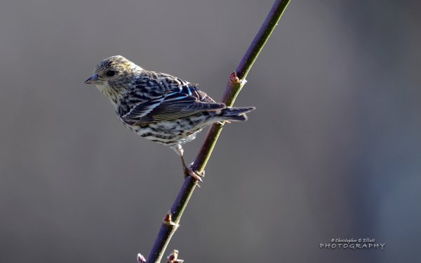 PNW Birds by Christopher D Elliott pinesi skin
