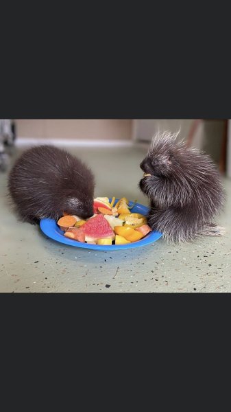 2e17971c6b45c44688cc113e32add371