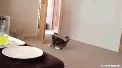 Кот и дверь