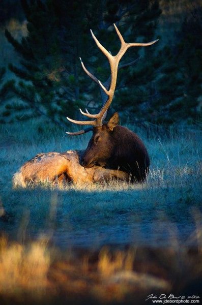 Норвежские сказки - К востоку от Солнца
