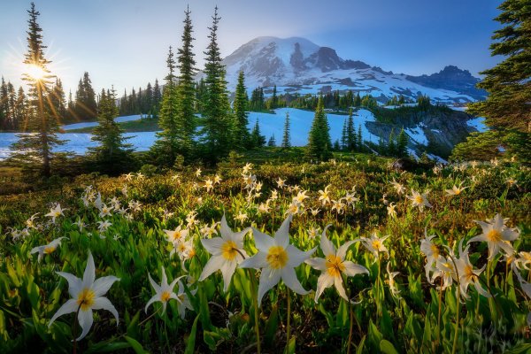 Mt-rainier-national-park-avalanche-lilies-sunset