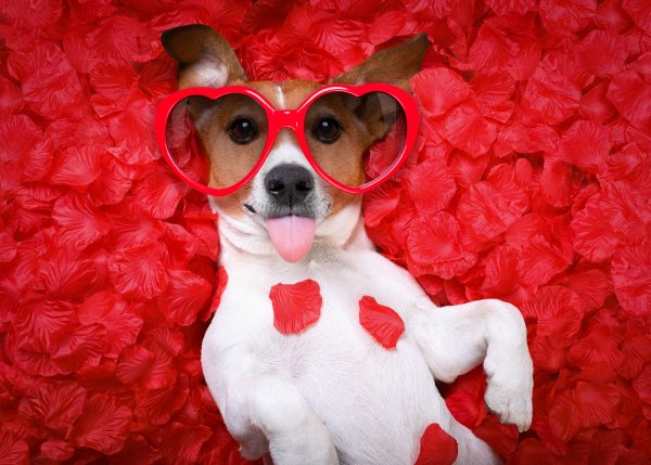 Valentines-Day-Dogs-Jack-Russell-terrier-Petals