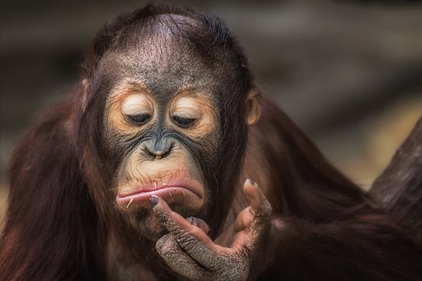 orangutang-obezyana-mimika