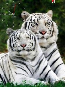 White Tiger
