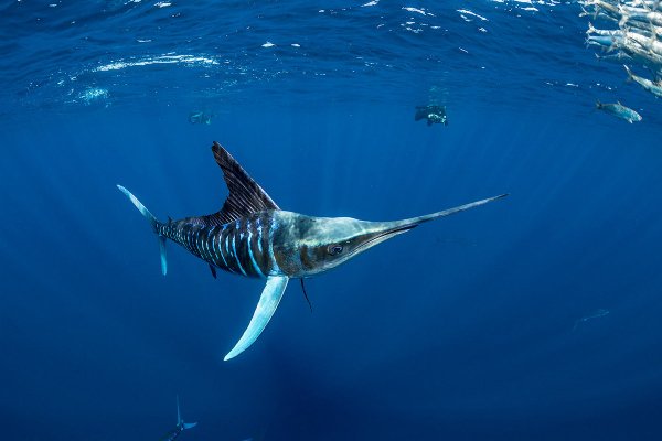 Pic quark 1689993591354