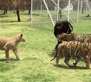 гифки, тигры, живность