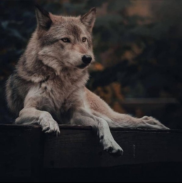 wolf