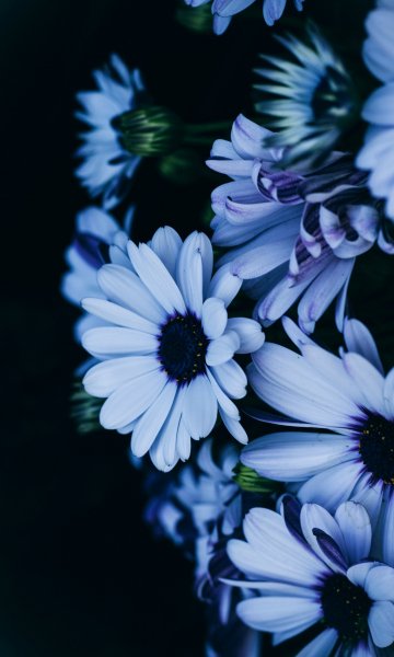 uhdflowers556