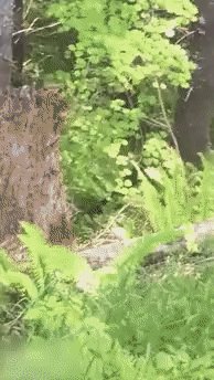 От Медведя никуда не убежишь!!!