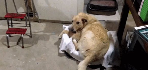 Собака, кот