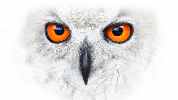 animal snowy owl 4k hd