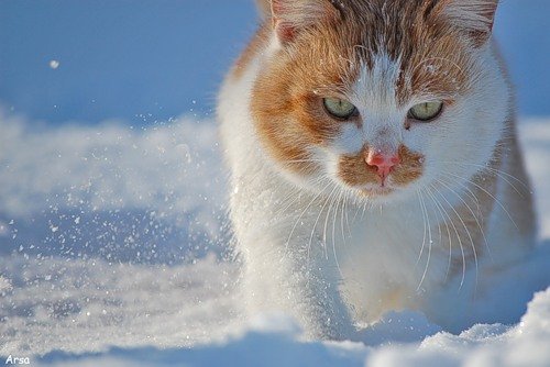 Кошка на охоте