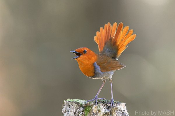 Японская зарянка