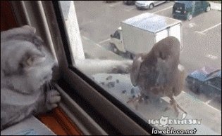 gifs 05