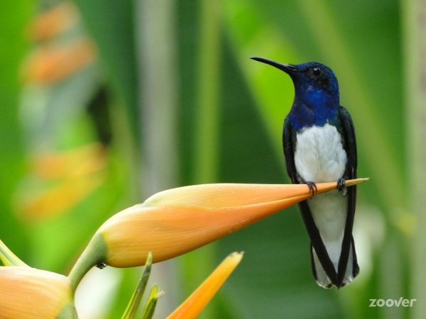 Колибри-якобин