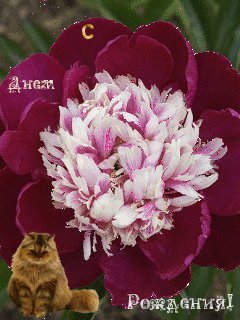 file_42341848