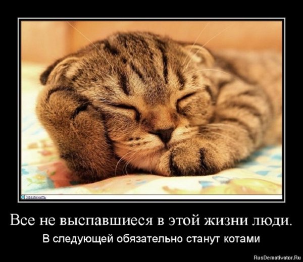 Станут котами