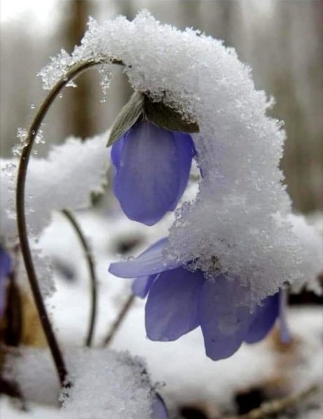 Скоро весна