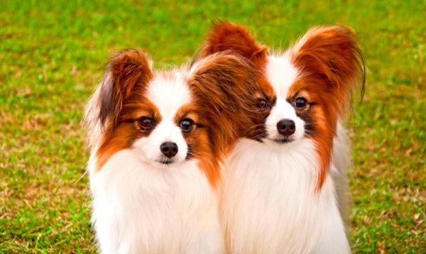 Папильон (папийон) (3)