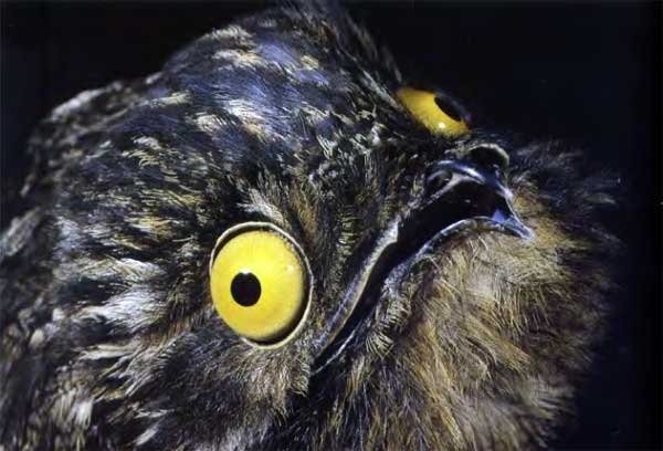 Козодой - 19.07.16