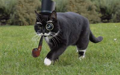 Шикарный котяра