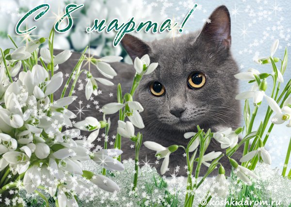 8 марта