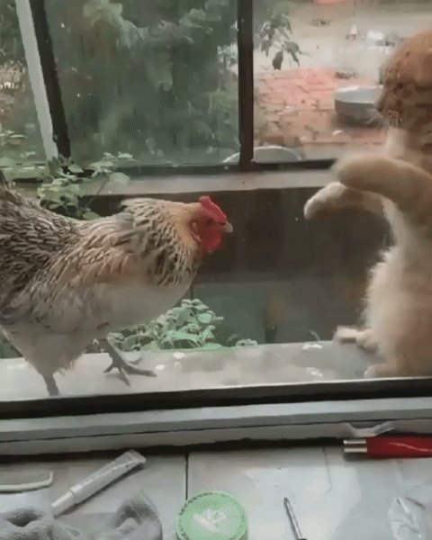 Бои без правил
