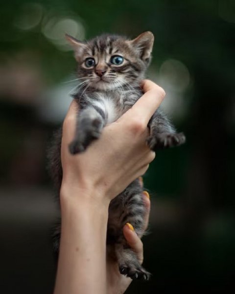 Котёнок..