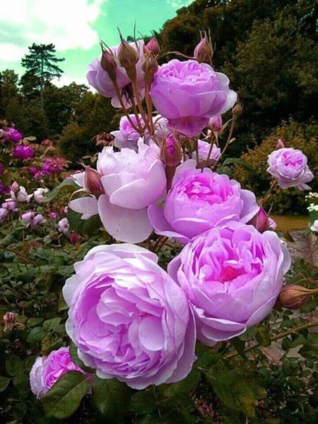 FB IMG 15278871737766324