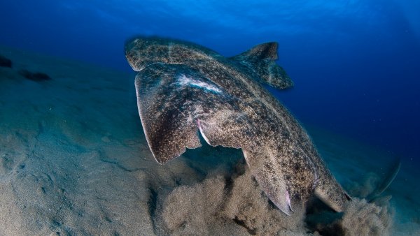 angel shark
