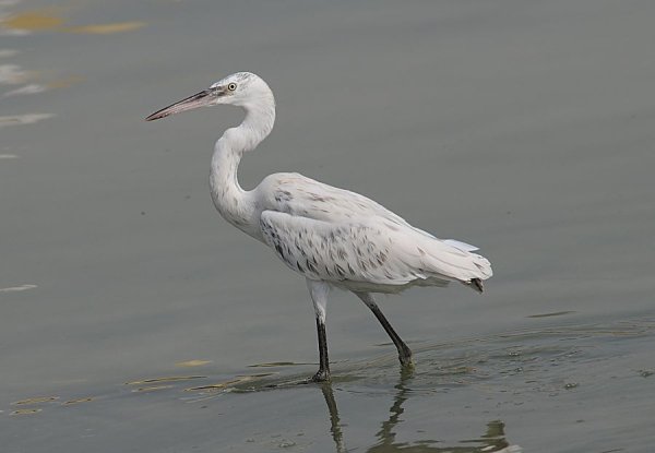 Indian Reef Heron1