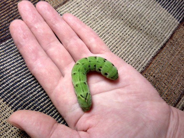 Гусеница "Винный бражник средний"