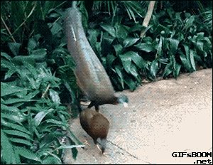 gif-27072015-002