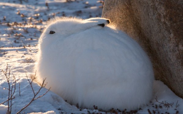 Polar Animals 3