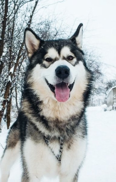 Американский Маламут!!!