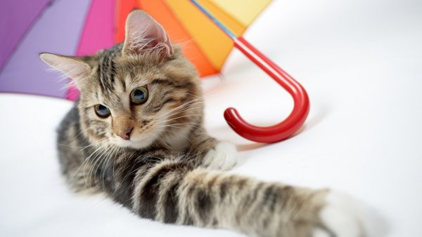 cat1360