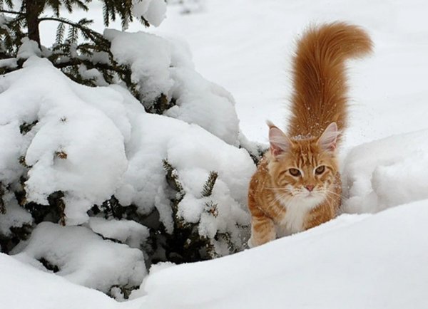 Зимние коты (46)