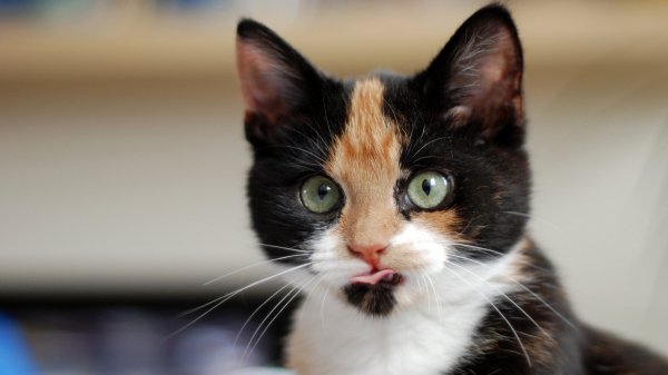 Desktop Wallpapers 4K Ultra HD178