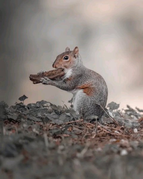 file_96748636