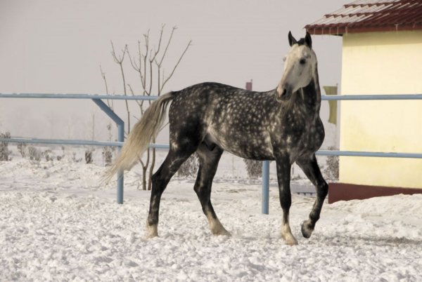 Лошадь Орловский рысак 11