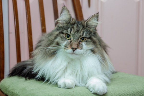 Норвежский кот (6)
