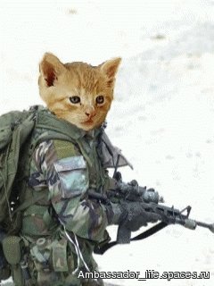 Кот в армии