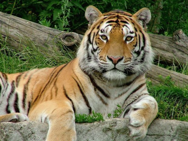 Бенгальский тигр