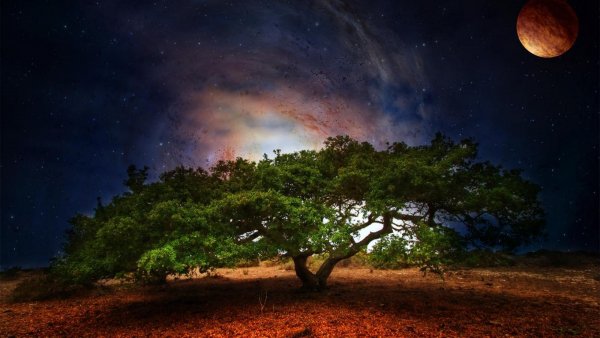 x900 nature oak tree-979707