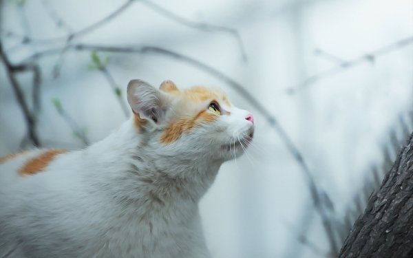 file_92201268